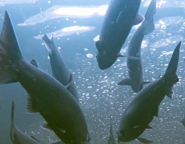 Underwater photo of salmon