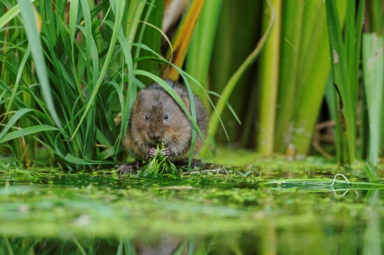 A water vole