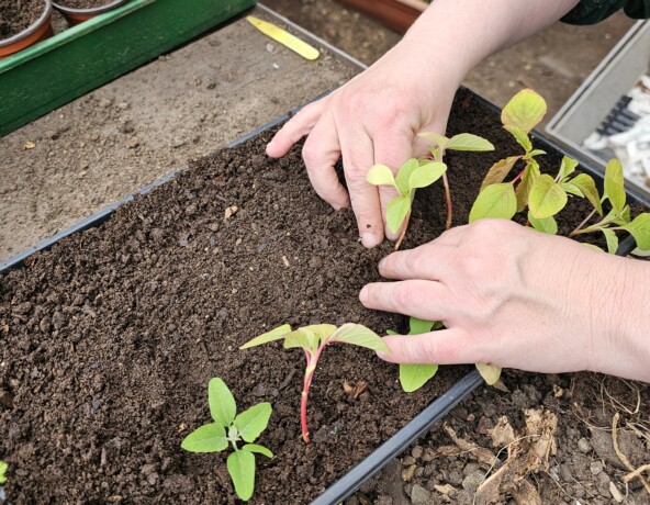 Hands planting seedlings into a compost tray.