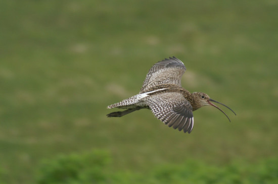 Curlew in flight