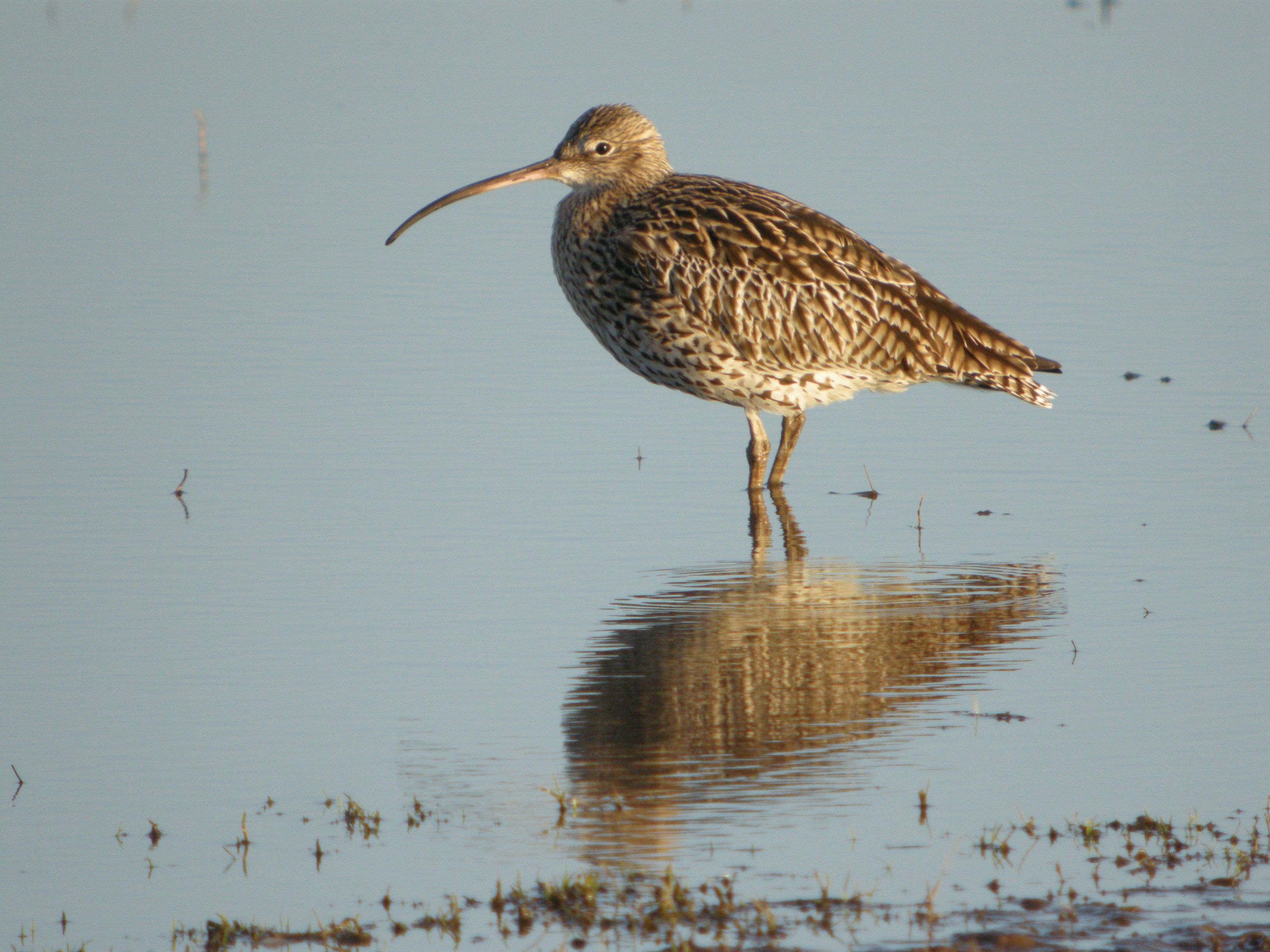 Curlew in water