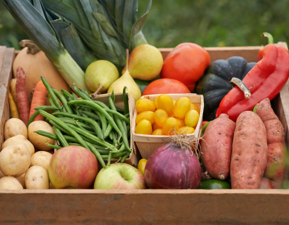 Wooden tray of farm produce. Apples, beans and potatoes