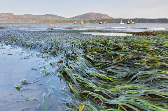 Project Seagrass