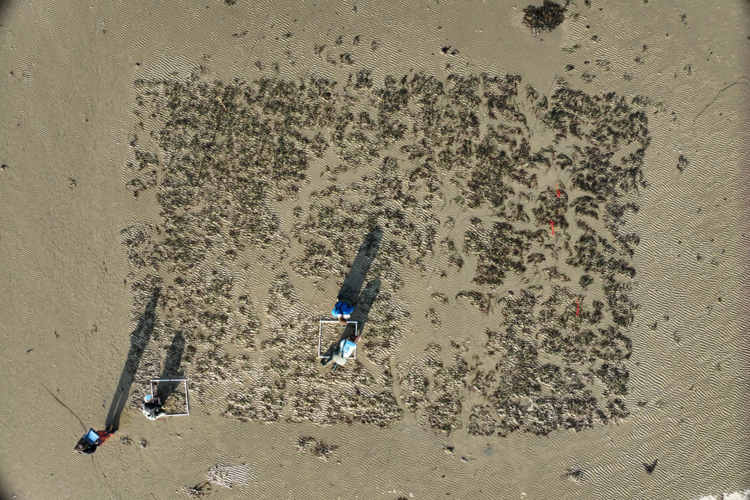 Drone overview of planting seagrass