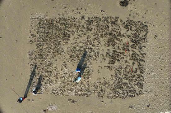 Drone overview of planting seagrass